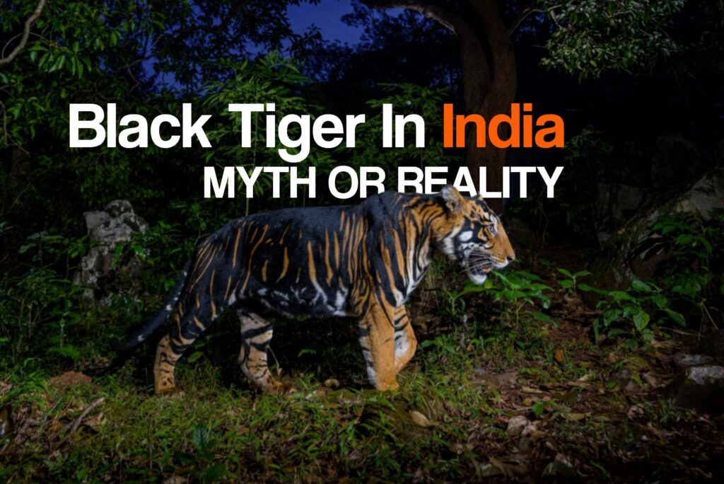 are melanistic black tiger walking through the forests of Similipal Tiger Reserve in India