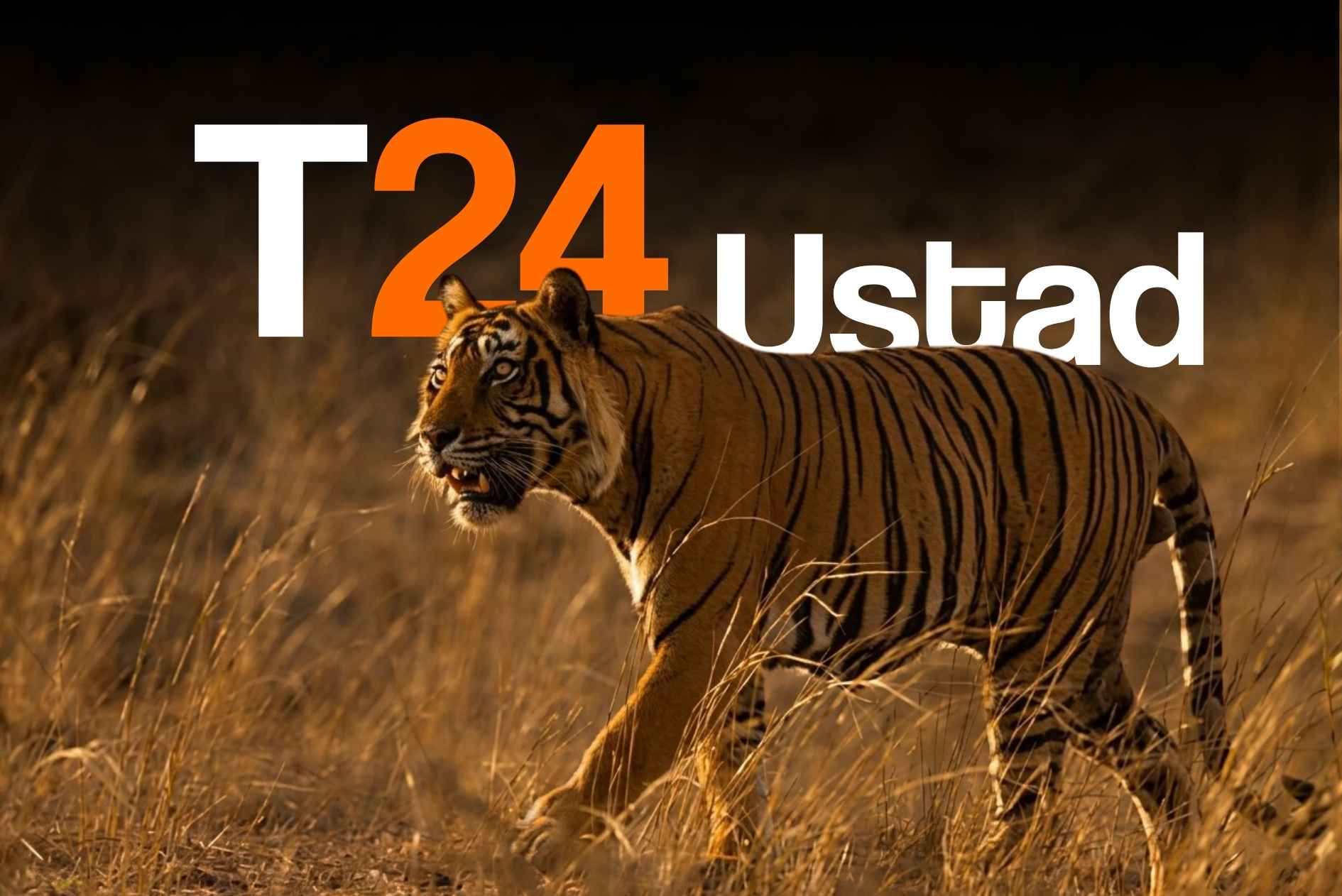 Tiger T-24 Ustad History