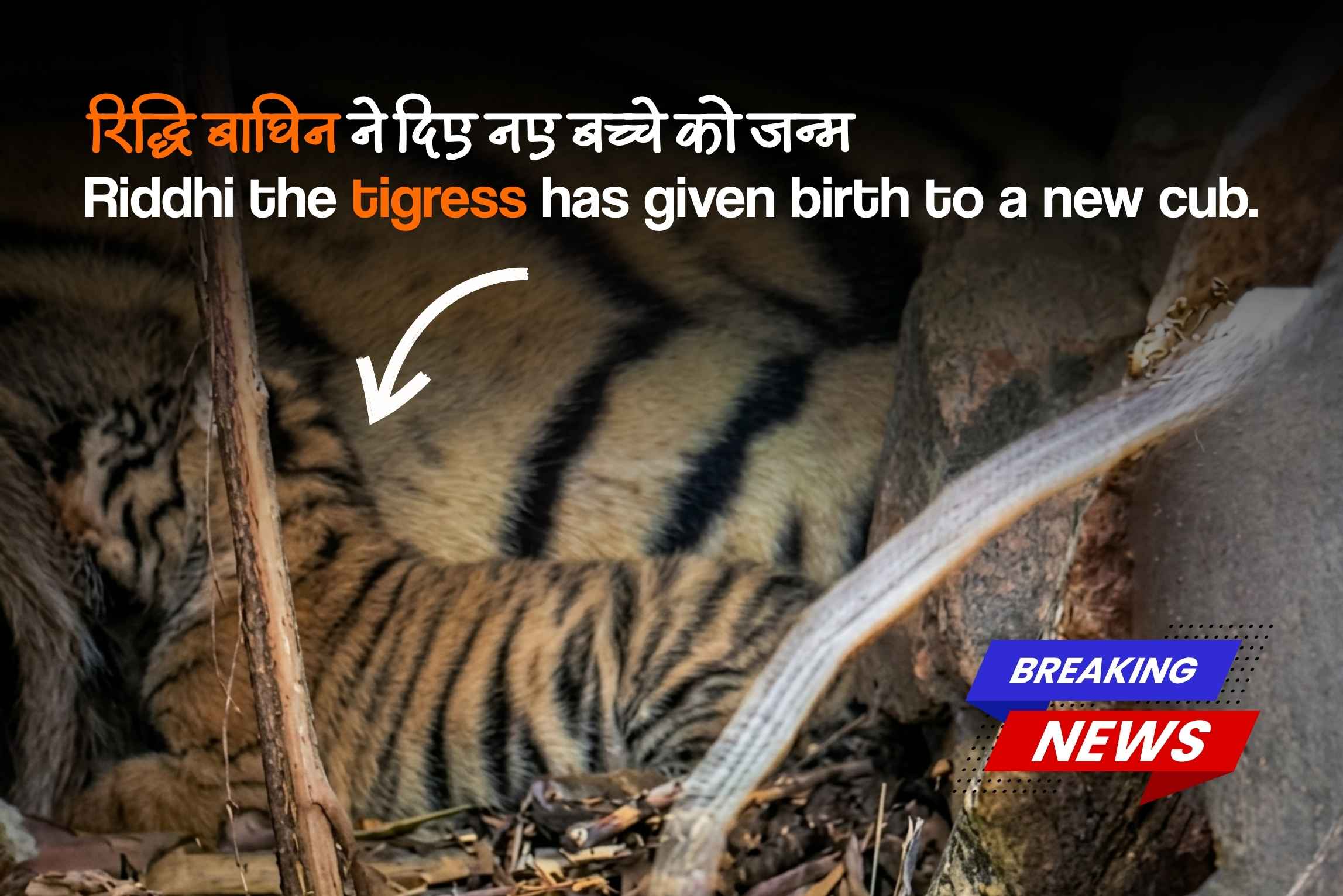 Riddhi Tigress Gives Birth to New Cubs in Ranthambore: A New Chapter in the Royal Bloodline