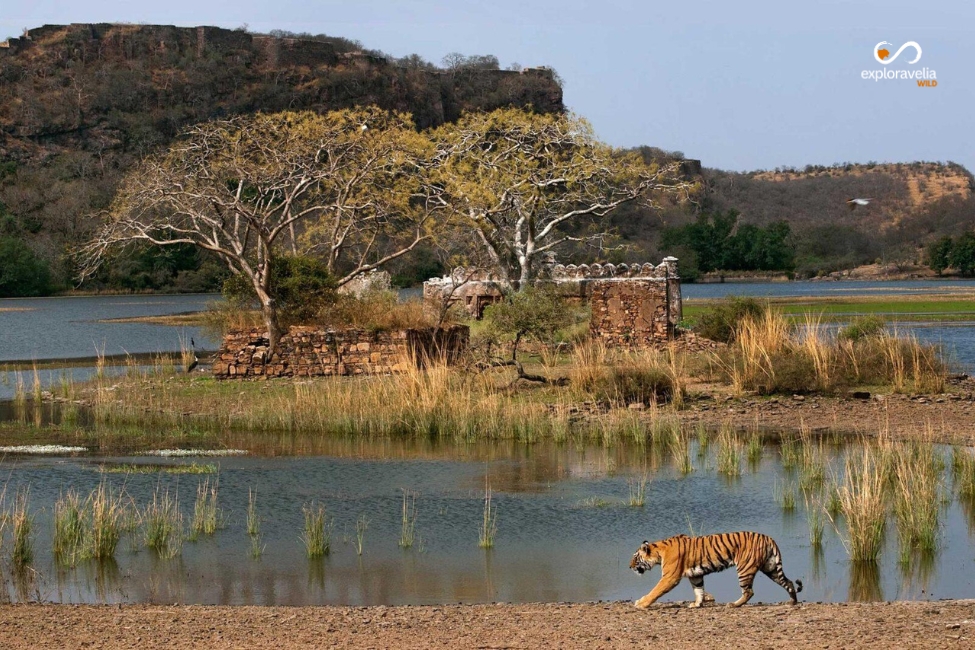 Bengal tiger standing near the historic Ranthambore Fort inside Ranthambore National Park, Rajasthan, showcasing India's iconic tiger territory and UNESCO World Heritage fortress.