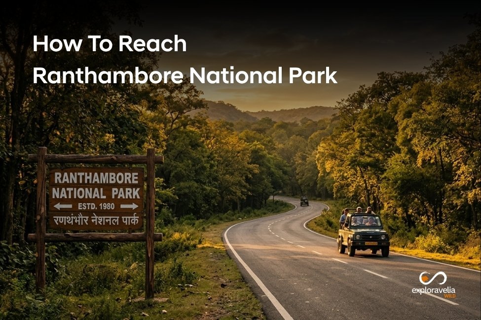 How to Reach Ranthambore 2026: Flight, Train & Road Guide