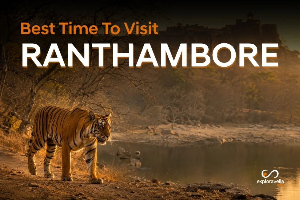 Best Time to Visit Ranthambore National Park (2026) – Month-Wise Guide