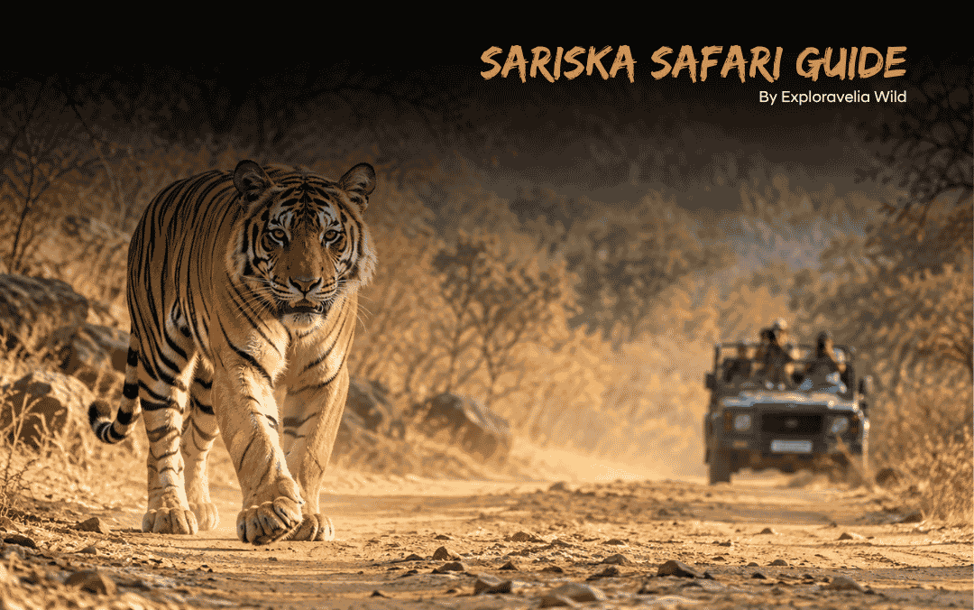 Sariska Safari Guide 2026: Zones, Timings, Cost, Booking & Best Time to Visit